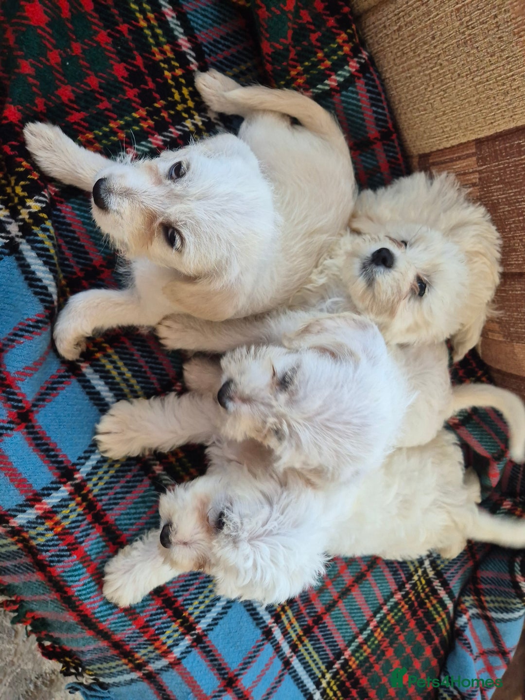 Jackapoo dogs for sale: jackapoo puppies - Image 9