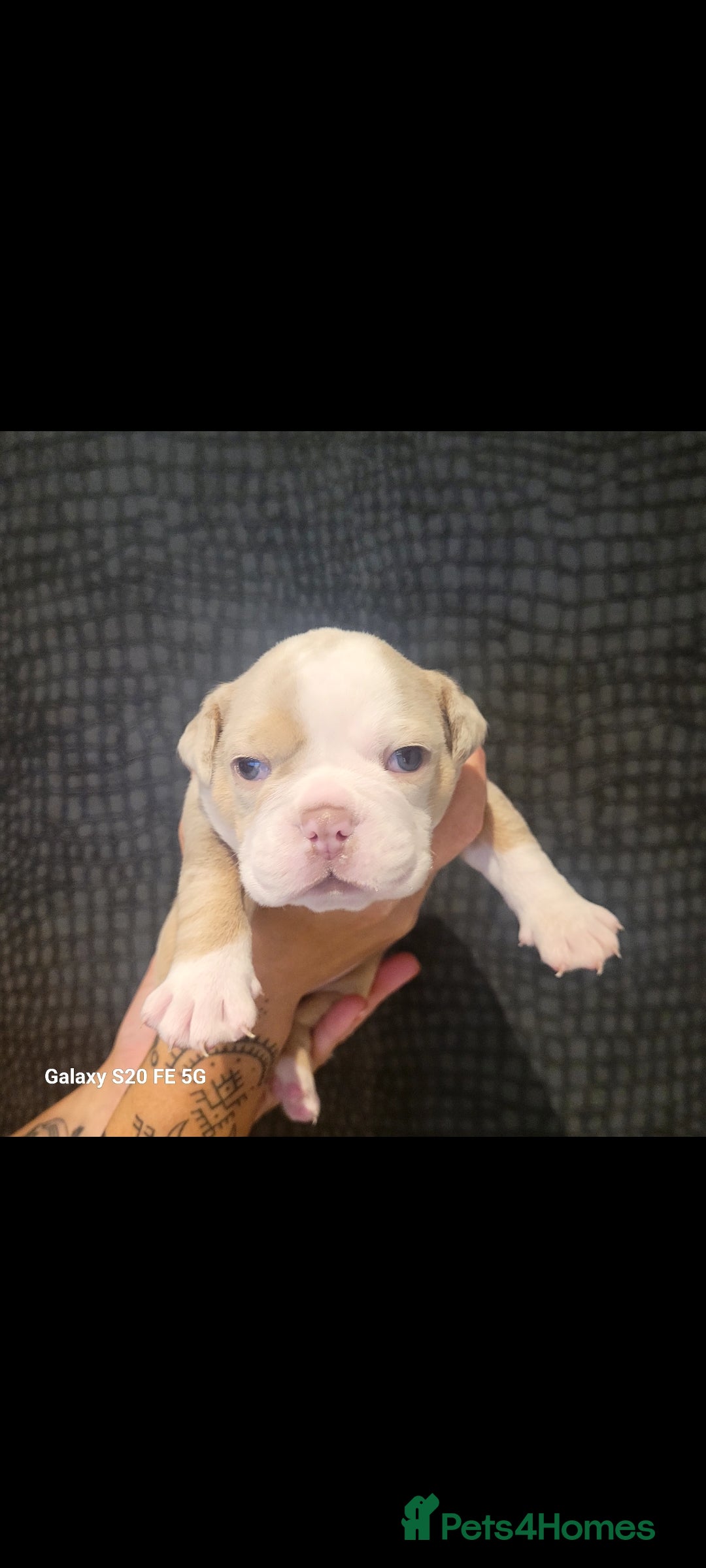 Olde English Bulldogge dogs for sale: Old English Bulldog Puppies - Image 16