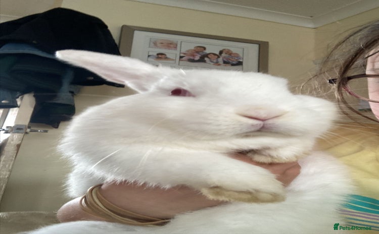 Lionhead rabbits - Advert 5