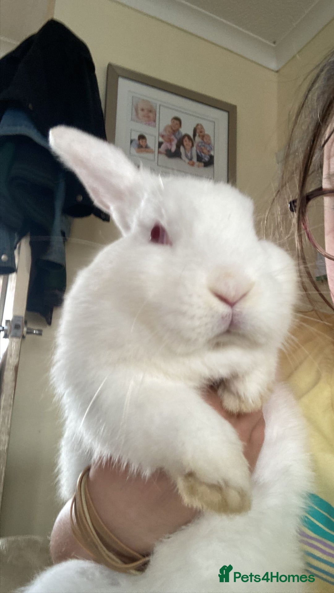 Lionhead rabbits for sale: Albino Rabbit and hutch - Image 1