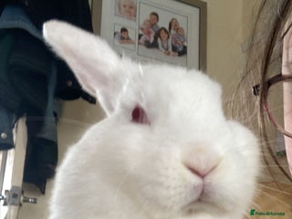 Lionhead rabbits - Advert 4