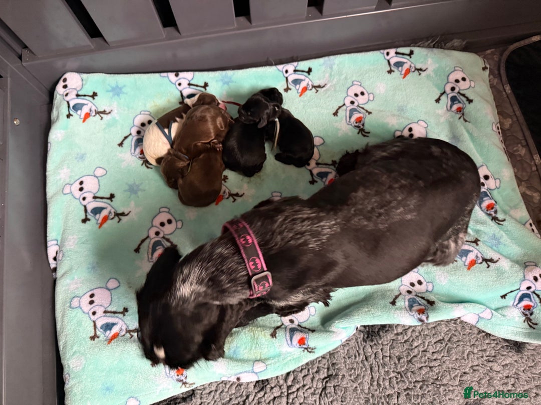 Cocker Spaniel dogs for sale: Show type cocker spaniel pups  - Advert 13