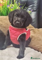 Labradoodle dogs - Advert 7