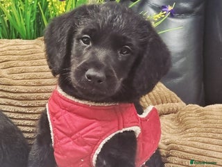 Labradoodle dogs - Advert 7