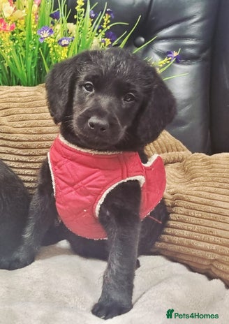 Labradoodle dogs - Advert 3