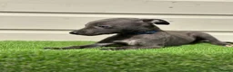 Whippet dogs for sale: Blue whippets  - Advert 10