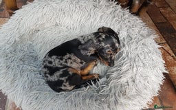 Dachshund dogs for sale: Beautiful dapple boy for sale - Image 2