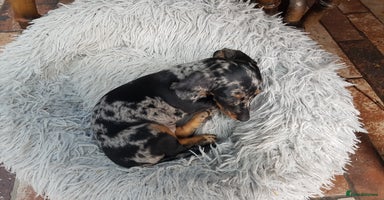 Dachshund dogs - Advert 5