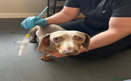 Miniature Dachshund dogs for stud: Isabella Tan Mini Dachshund  - Image 3