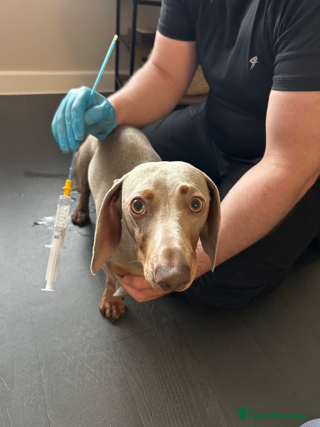 Miniature Dachshund dogs for stud: Isabella Tan Mini Dachshund  - Image 3
