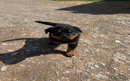Rottweiler dogs for sale: beautiful pedigree rottweilers  - Image 11