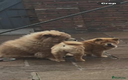 Chow Chow dogs for sale: KC REGISTERED FEMALE SMOOTH HAIRED CHOW - Image 3