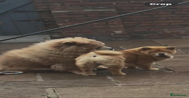 Chow Chow dogs - Advert 5