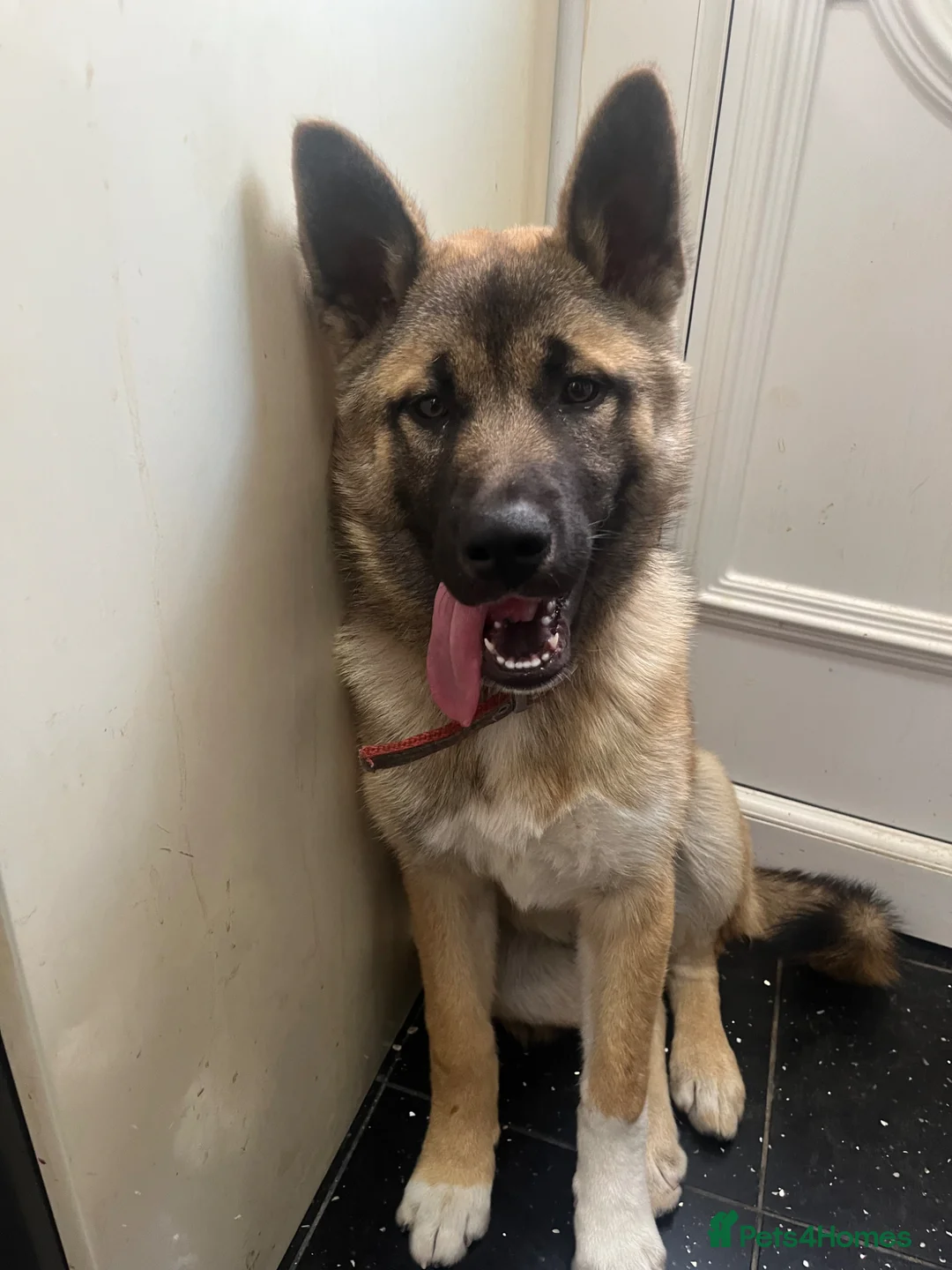 Huskita dogs for sale: Akita / Siberian husky - Advert 9