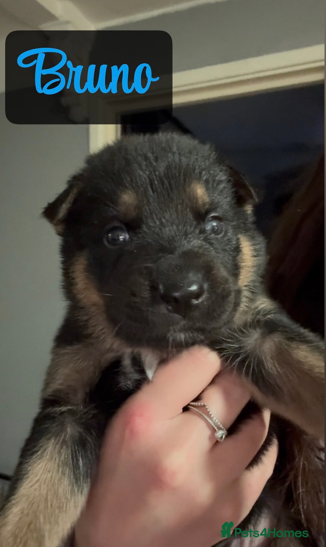 Shepsky dogs for sale: 9 beautiful Shepsky puppies in Doncaster - Advert 35