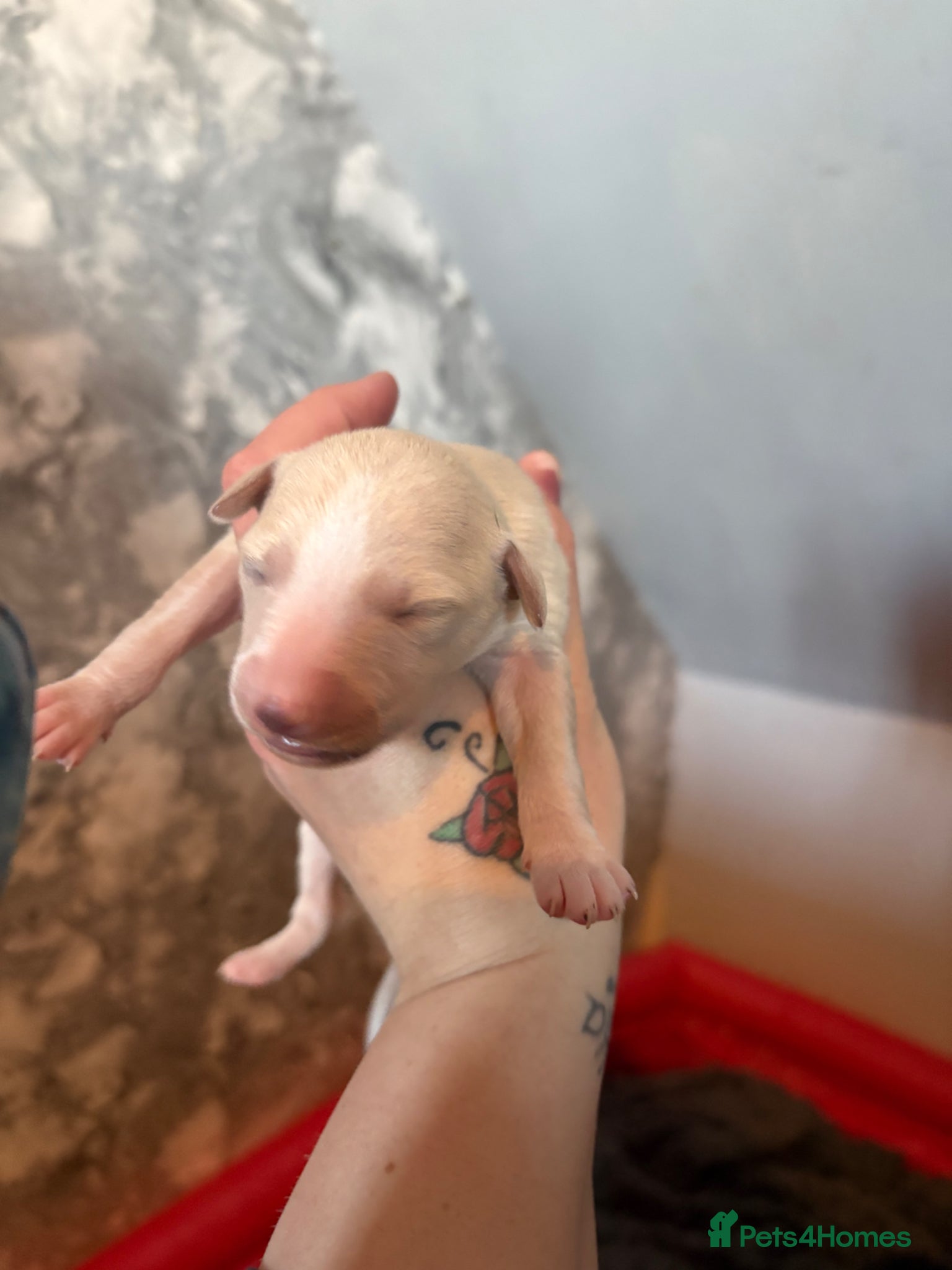 Whippet dogs Beautiful Whippet pups for sale  - Advert 1