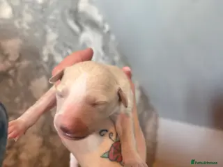 Whippet dogs Beautiful Whippet pups for sale - Advert 2