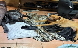 Mixed Breed dogs for sale: Cane Corso × Rottweiler/Bordeaux Puppies All Girls - Image 38