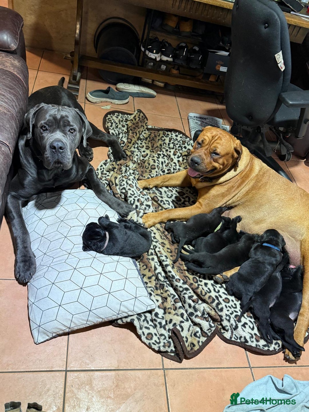 Mixed Breed dogs for sale: Cane Corso × Rottweiler/Bordeaux Puppies All Girls - Image 38