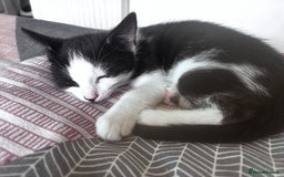 Mixed Breed cats for sale: 2 lovely girl kittens - Image 2