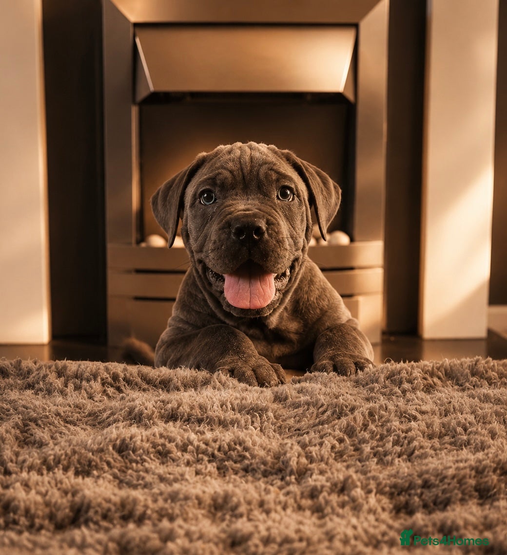 Cane Corso dogs Exceptional Cane Corso Puppies – Elite Bloodlines - Advert 1