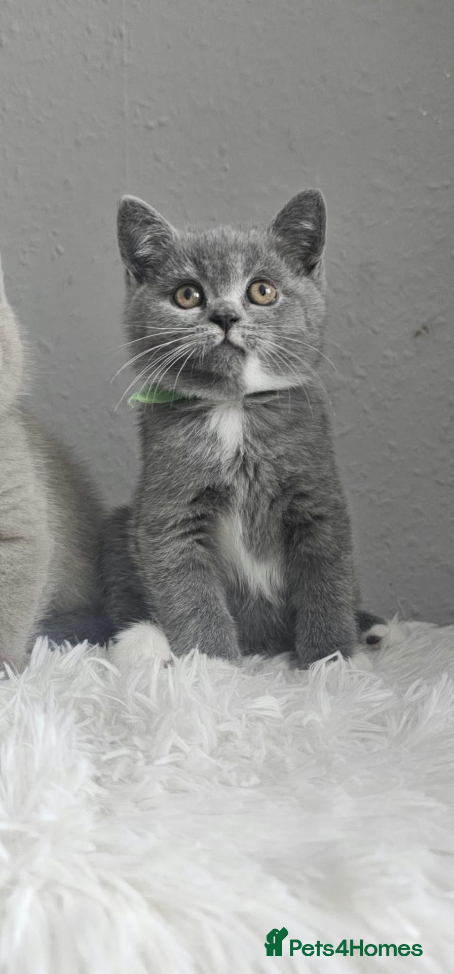 British Shorthair cats GCCF Registered British Shorthair Kittens - Advert 2