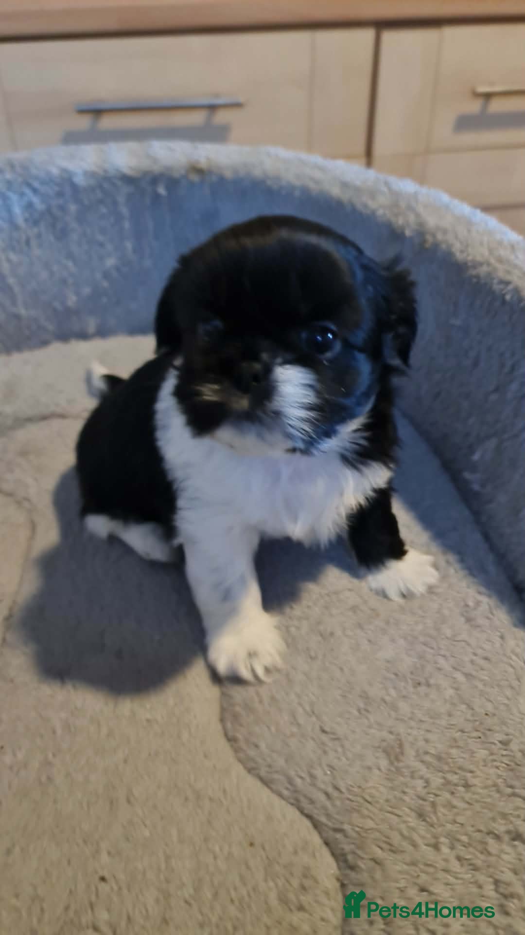 Shih Tzu dogs 1 BOY left  - Advert 4