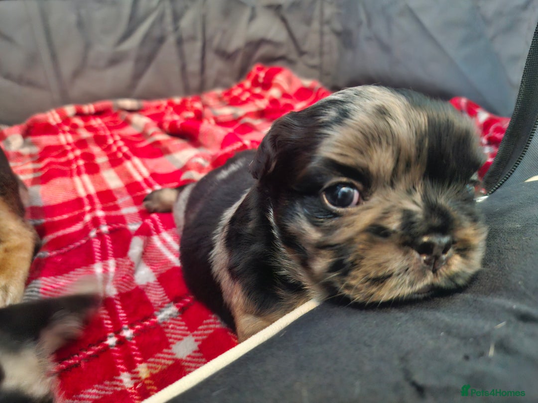 French Bulldog dogs for sale: French bulldogs - Advert 8