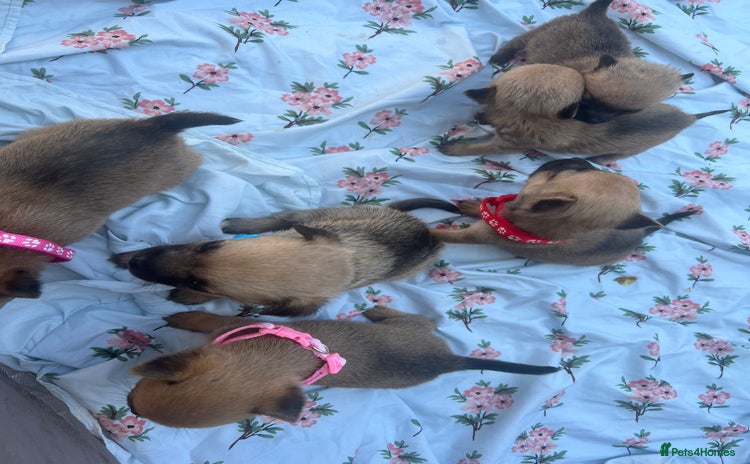 Mixed Breed dogs - Advert 5