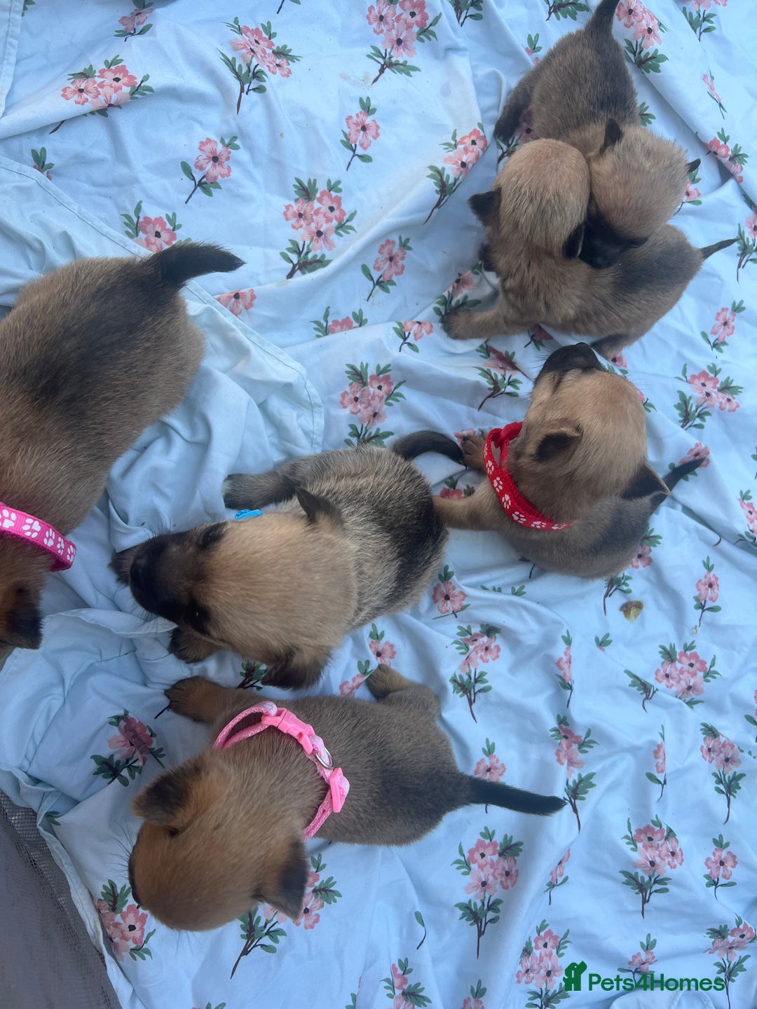 Mixed Breed dogs for sale: Pomeranian x jack russel puppies  - Image 1