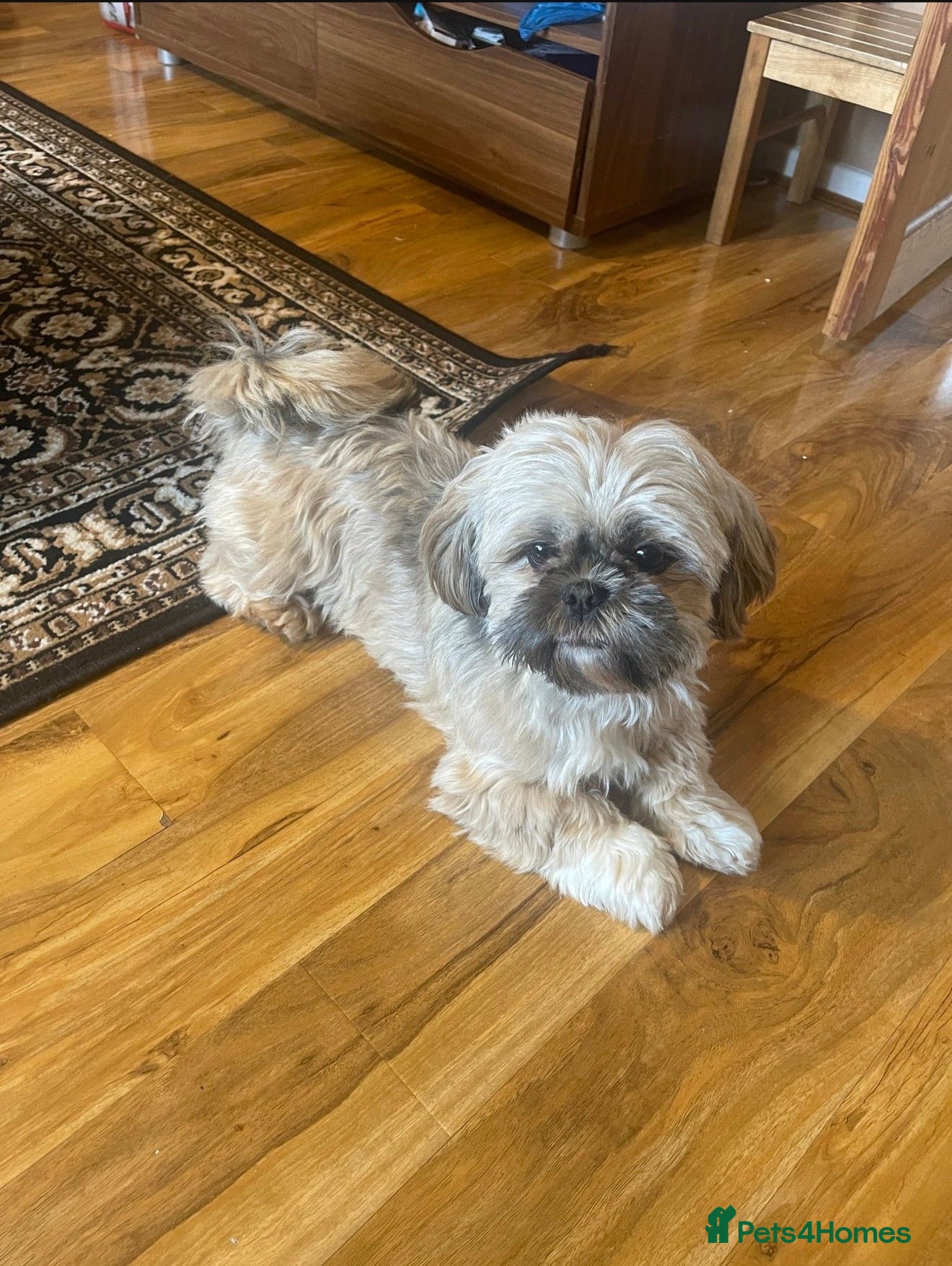 Shih Tzu dogs Beautiful Shihtzu New-Home - Advert 2
