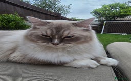 Ragdoll cats for sale: Pedigree ragdoll cats - Image 5