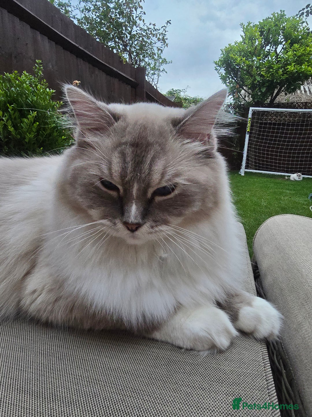 Ragdoll cats for sale: Pedigree ragdoll cats - Image 5