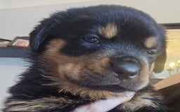Rottweiler dogs for sale: Beautiful rottweiler puppies - Image 8