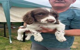 English Springer Spaniel dogs for sale: FTCH x FTAW Springer spaniel - Image 4