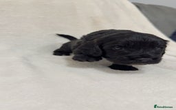 Cockapoo dogs for sale: Cockapoo puppies  - Image 17