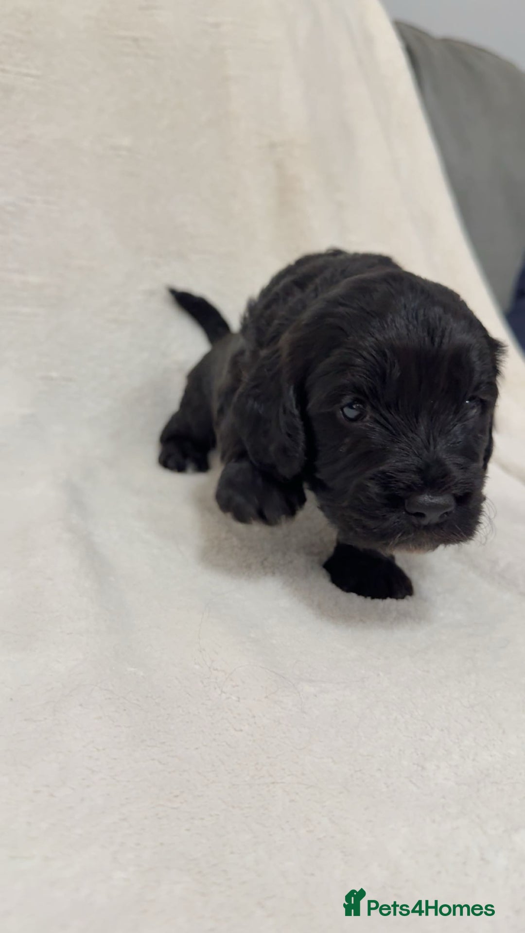 Cockapoo dogs for sale: Cockapoo puppies  - Image 17