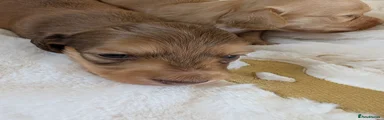 Miniature Dachshund 1