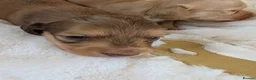Miniature Dachshund dogs for sale: Beautiful boys - Advert 4