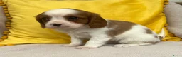 Cavalier King Charles Spaniel dogs for sale: Stunning Cavalier King Charles puppies  - Advert 16