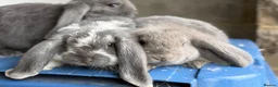 French Lop rabbits for sale: Stunning French lop babies  - Advert 19