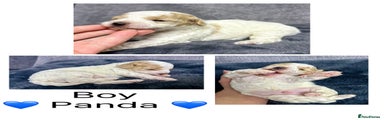 Panda boy