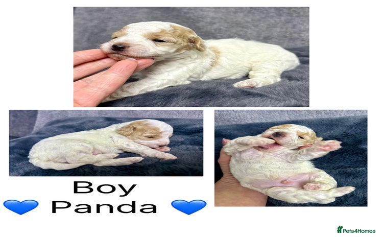 Mixed Breed dogs - Advert 1