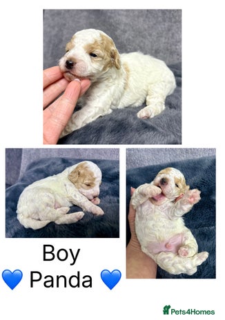Mixed Breed dogs - Advert 1