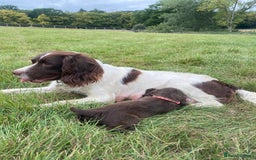 Sprocker dogs for sale: Last 2 girls available chocolate Sprockers - Image 19