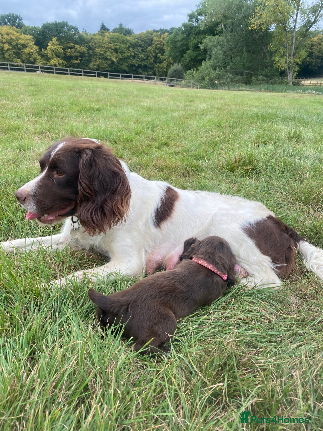 Sprocker dogs for sale: Last 2 girls available chocolate Sprockers - Image 19