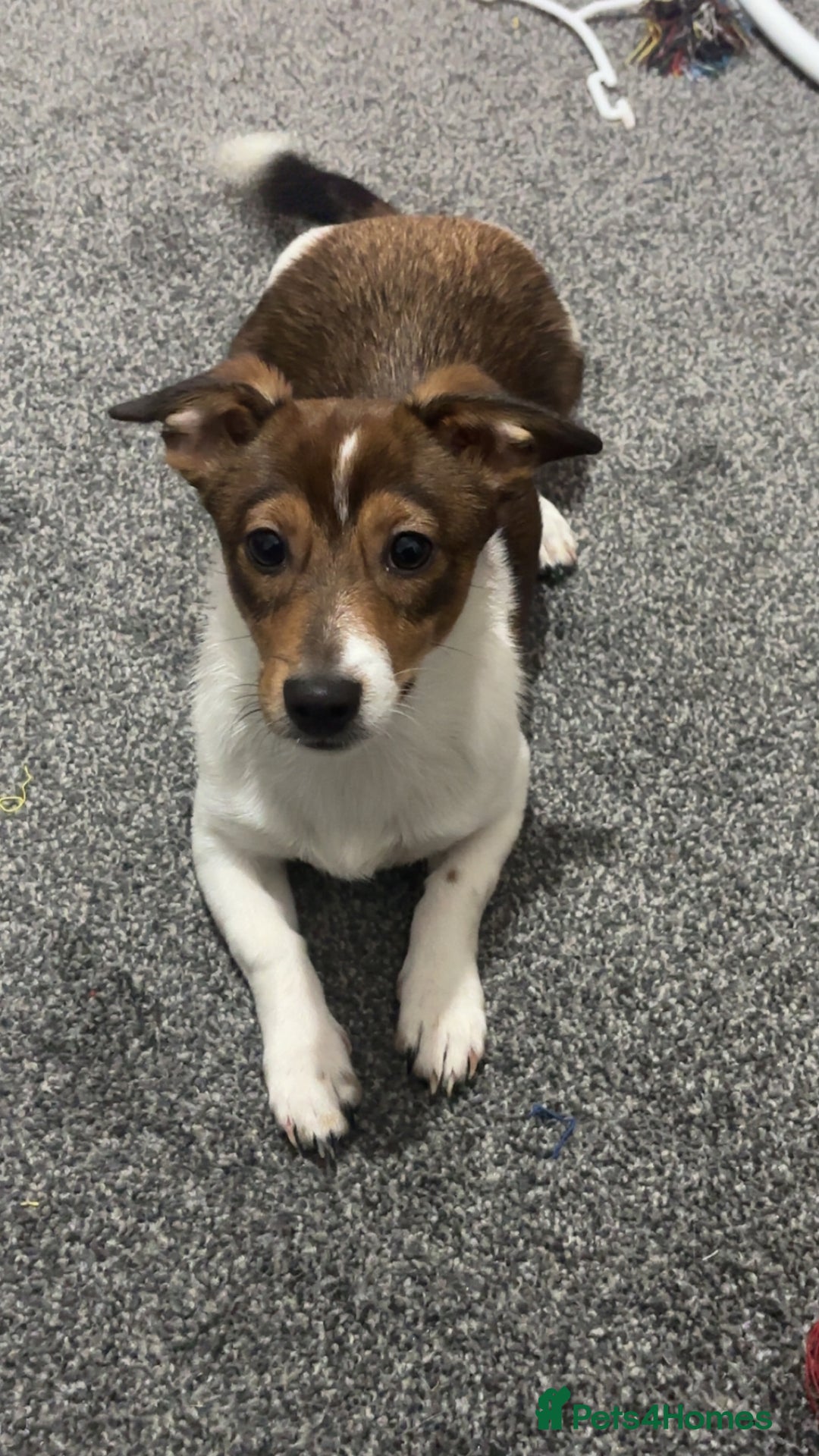 Jack Russell dogs for sale: Andalusian Terrier - Image 2