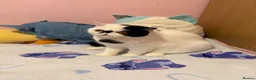 Exotic cats for sale: Exotic shorthair  - Advert 8