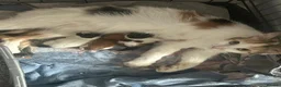 Mixed Breed cats for sale: 2 kittens in Dudley - Advert 1