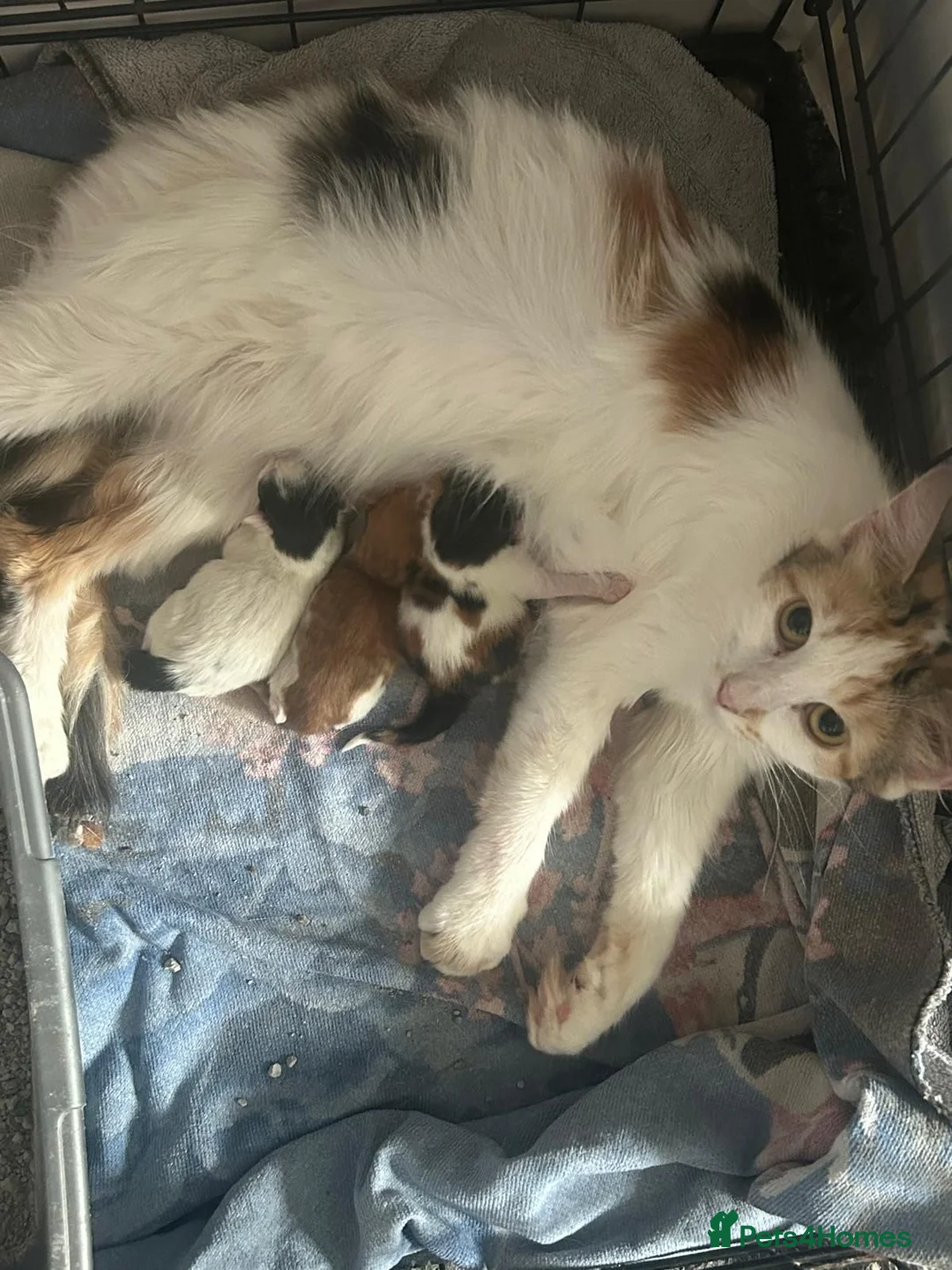 Mixed Breed cats for sale: 2 kittens in Dudley - Advert 1